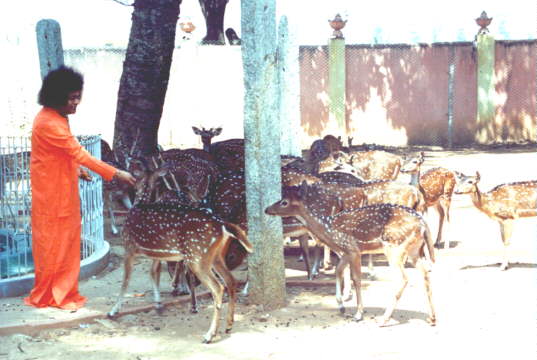 Bhagavan Baba feeding the deer